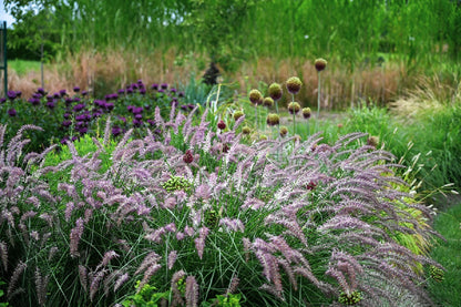 Soruolė rytinė (Pennisetum orientale) 'Robustus'