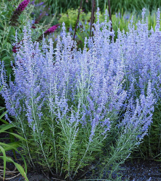 Mėlesas paprastasis (Perovskia) 'Blue Spire'