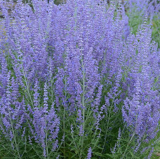 Mėlesas paprastasis (Perovskia atriplicifolia) 'Lacey Blue'