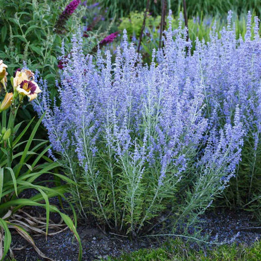 Mėlesas paprastasis (Perovskia) 'Blue Spire'