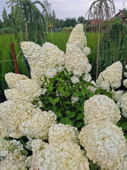Hortenzija šluotelinė (Hydrangea paniculata) 'Phantom'