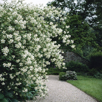 Jazminas (Philadelphus) 'Lemoinei'