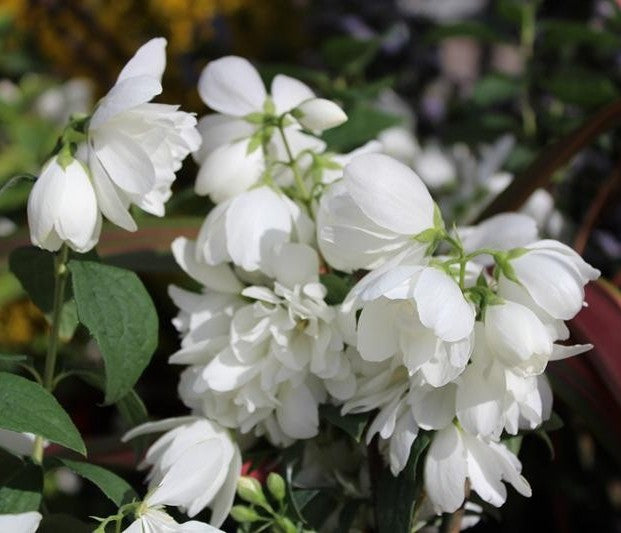 Jazminas (Philadelphus) 'Snowbelle'