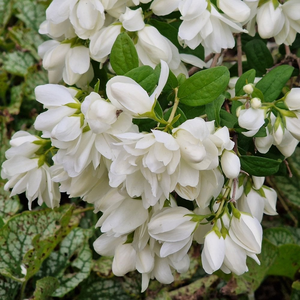 Jazminas (Philadelphus) 'Snowbelle'