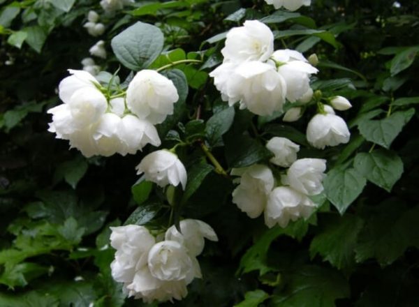 Jazminas (Philadelphus) 'Virginal'