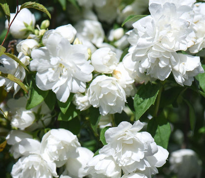 Jazminas (Philadelphus) 'Virginal'