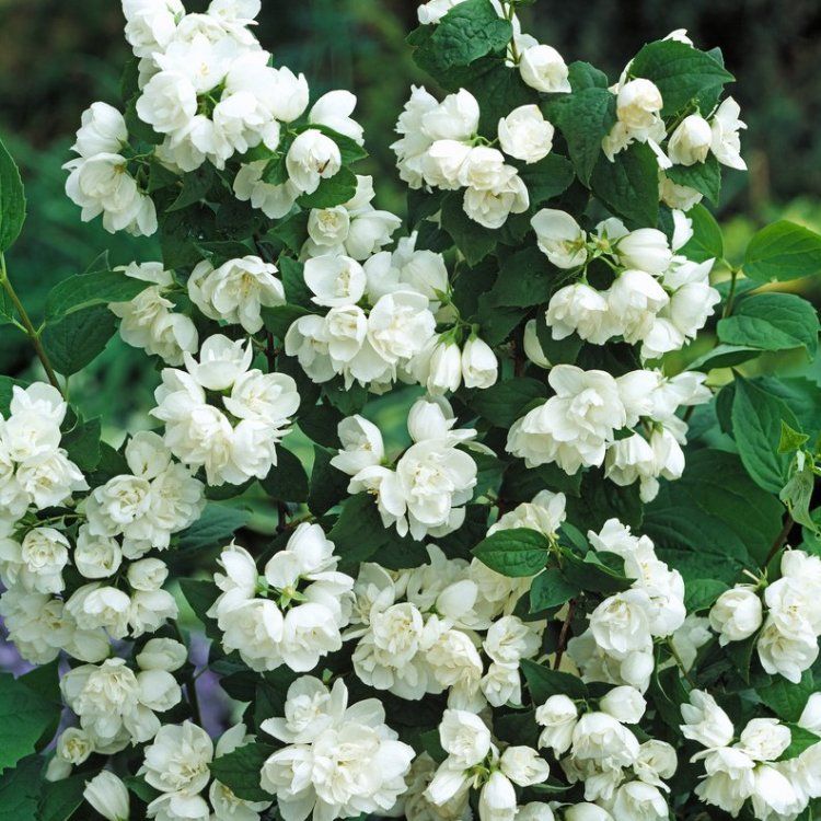 Jazminas (Philadelphus) 'Virginal'