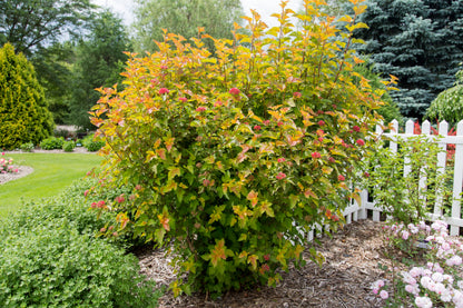 Pūslenis putinalapis (Physocarpus opulifolius) Amber Jubilee 'Jefam'
