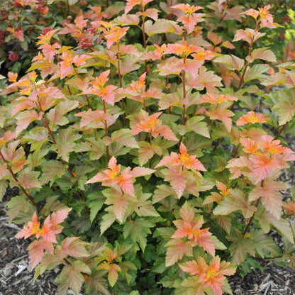 Pūslenis putinalapis (Physocarpus opulifolius) Amber Jubilee 'Jefam'