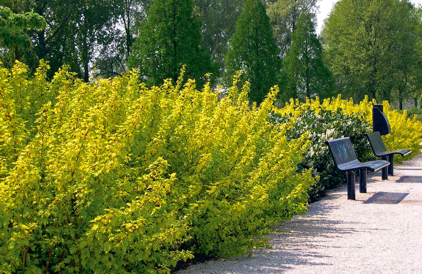 Pūslenis putinalapis (Physocarpus opulifolius) 'Dart's Gold'
