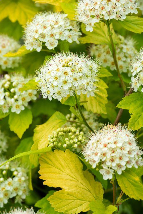 Pūslenis putinalapis (Physocarpus opulifolius) 'Dart's Gold'