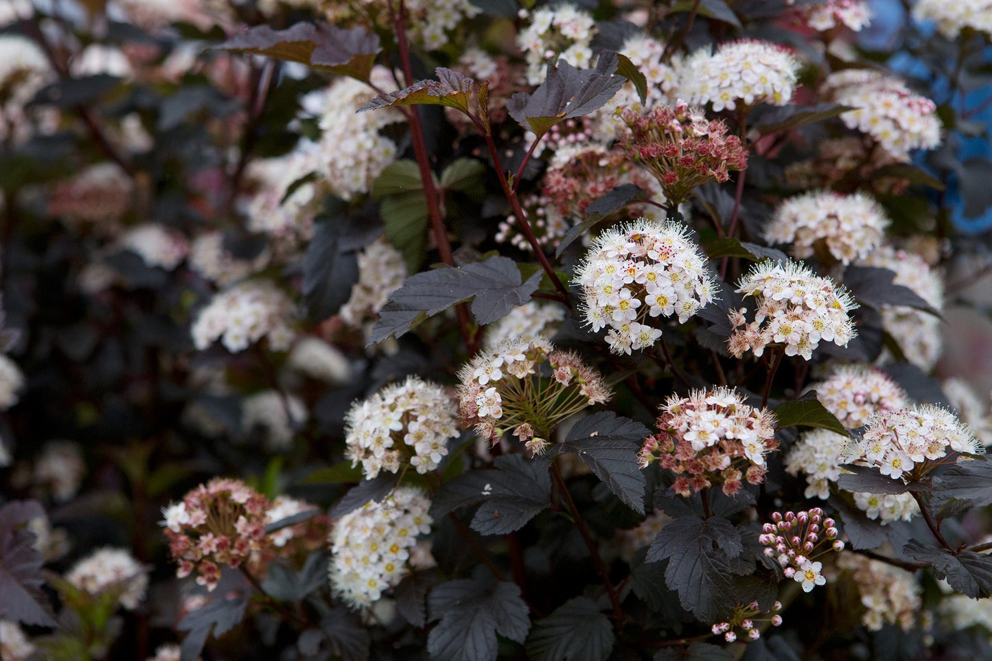 Pūslenis putinalapis (Physocarpus opulifolius) 'Diabolo'