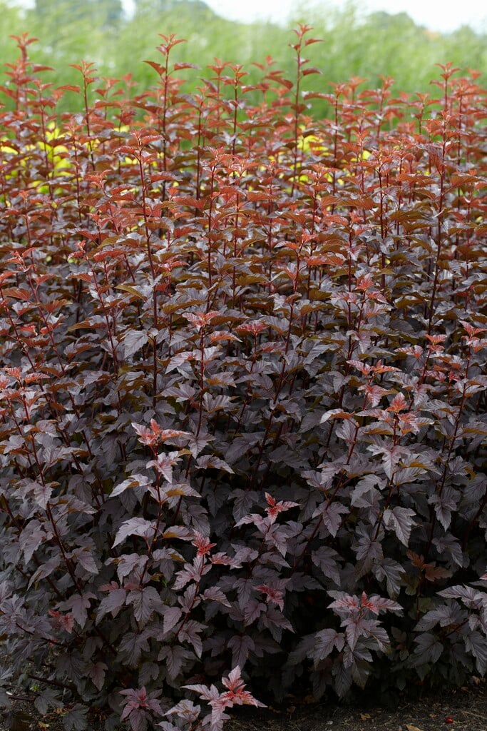 Pūslenis putinalapis (Physocarpus opulifolius) 'Lady in Red'