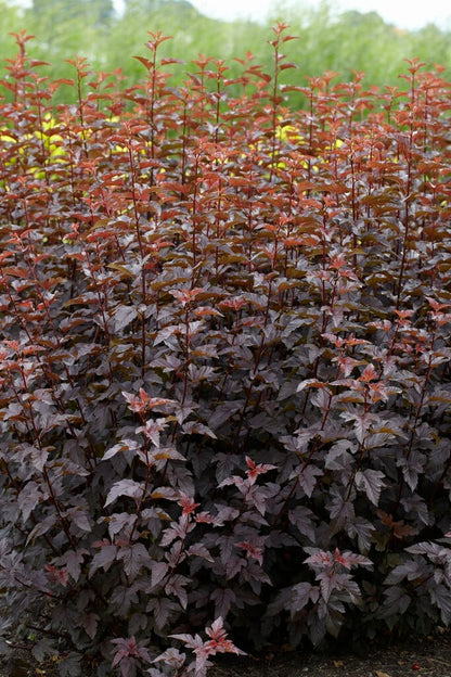Pūslenis putinalapis (Physocarpus opulifolius) 'Lady in Red'