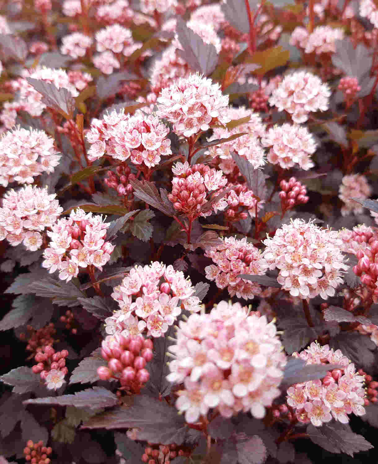 Pūslenis putinalapis (Physocarpus opulifolius) 'Lady in Red'