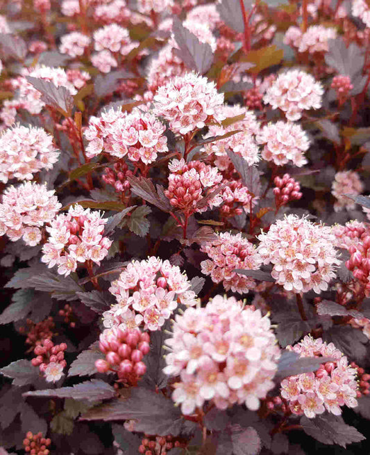 Pūslenis putinalapis (Physocarpus opulifolius) 'Lady in Red'