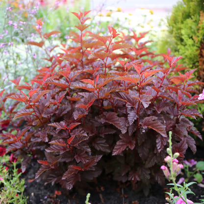 Pūslenis putinalapis (Physocarpus opulifolius) 'Lady in Red'