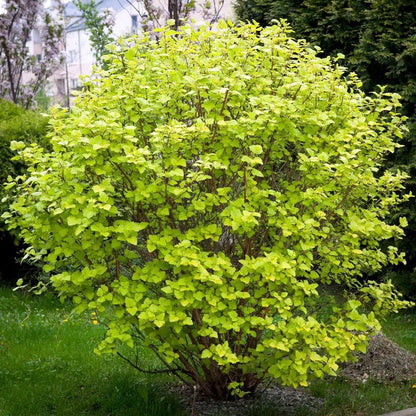 Pūslenis putinalapis (Physocarpus opulifolius) 'Luteus'