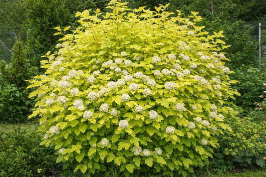 Pūslenis putinalapis (Physocarpus opulifolius) 'Luteus'