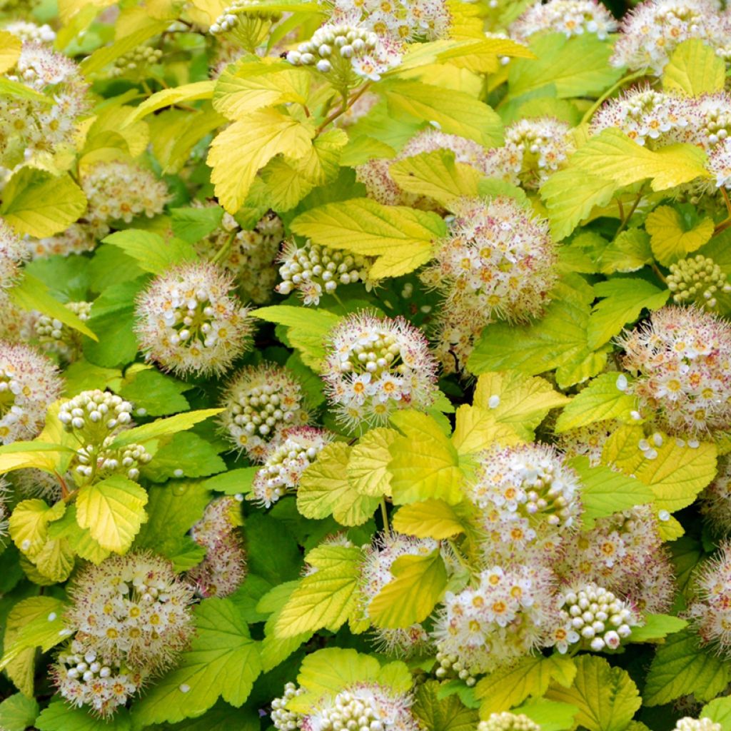 Pūslenis putinalapis (Physocarpus opulifolius) 'Luteus'