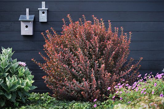 Pūslenis putinalapis (Physocarpus opulifolius) 'Magical Sweet Cherry Tea'