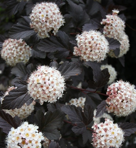 Pūslenis putinalapis (Physocarpus opulifolius) 'Red Baron'