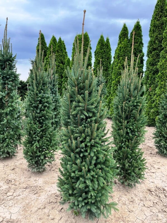 Eglė paprastoji (Picea abies) 'Cupressina'