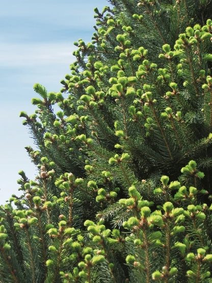 Eglė paprastoji (Picea abies) 'Cupressina'