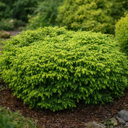 Eglė paprastoji (Picea abies) 'Nidiformis'