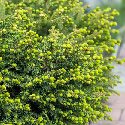 Eglė paprastoji (Picea abies) 'Nidiformis'