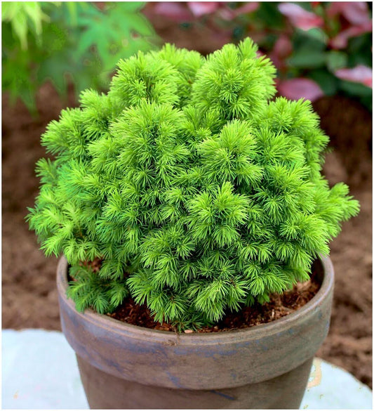 Eglė baltoji (Picea glauca) 'Alberta Globe'