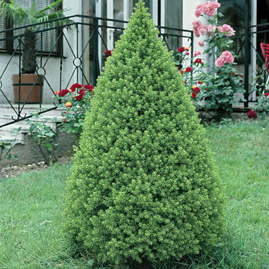 Eglė baltoji (Picea glauca) 'Conica'