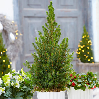Eglė baltoji (Picea glauca) 'Conica'