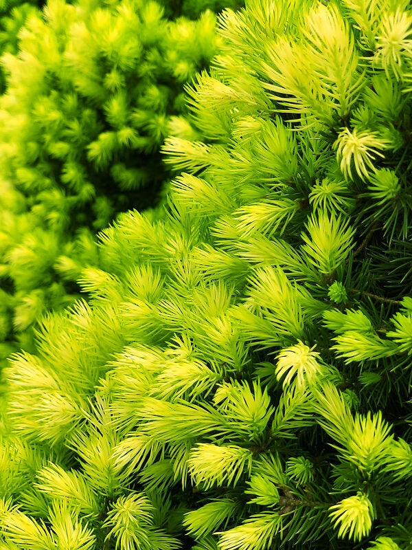 Eglė baltoji (Picea glauca) 'Daisy's White'