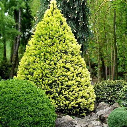 Eglė baltoji (Picea glauca) 'Daisy's White'