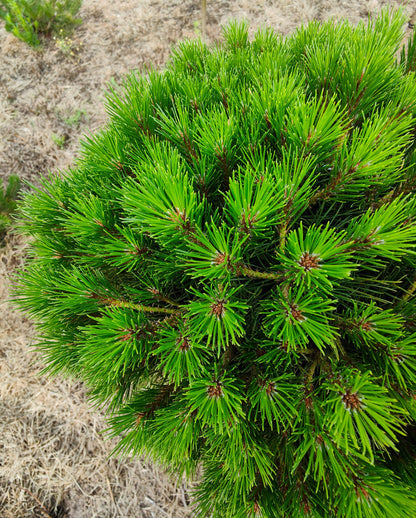 Pušis juodoji (Pinus nigra) 'Merci' Pa