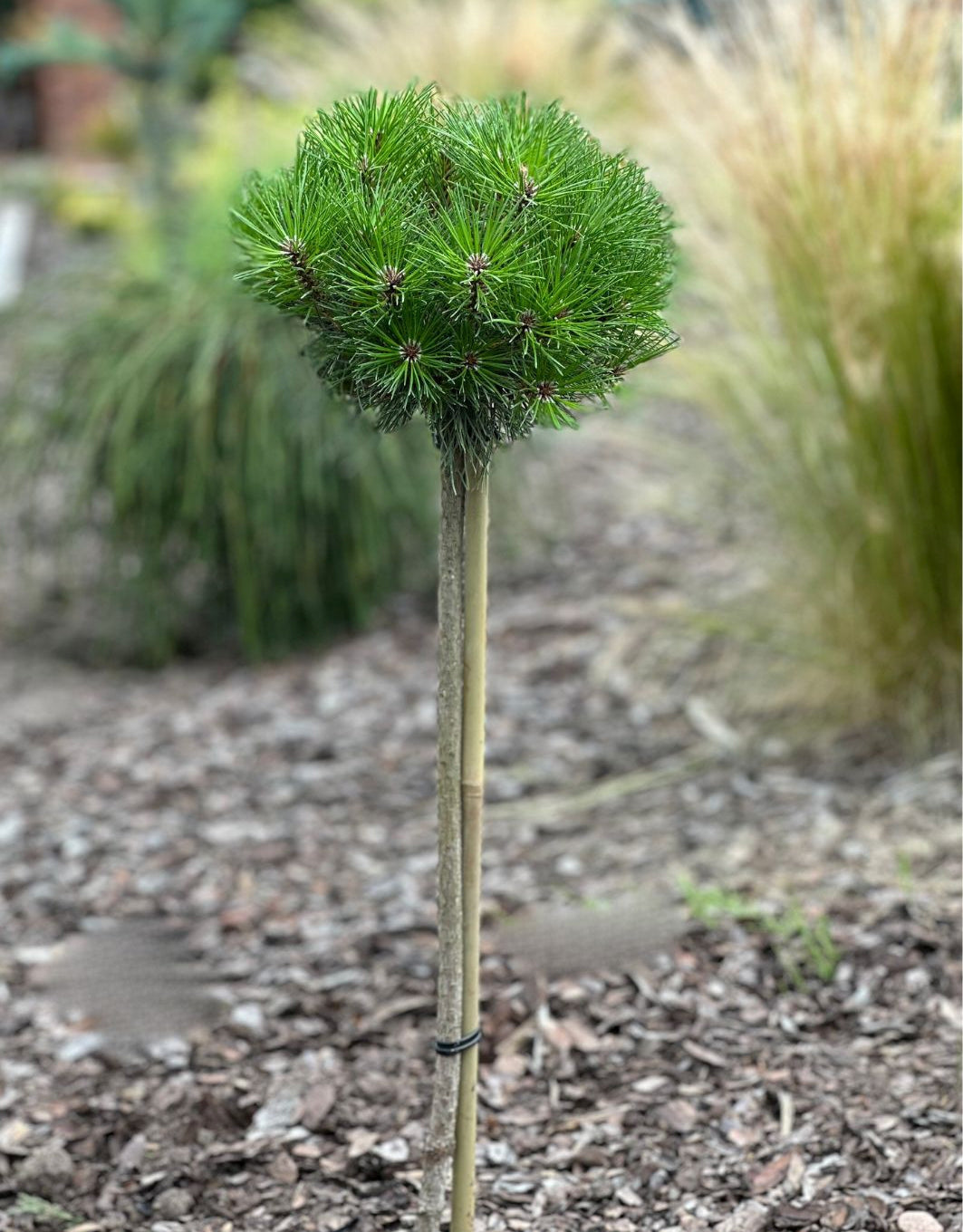 Pušis juodoji (Pinus nigra) 'Merci' Pa