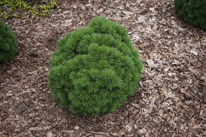 Pušis kalninė (Pinus mugo) 'Allgau’