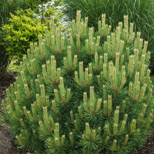 Pušis gausiažiedė (Pinus densiflora) 'Heavy Bud'