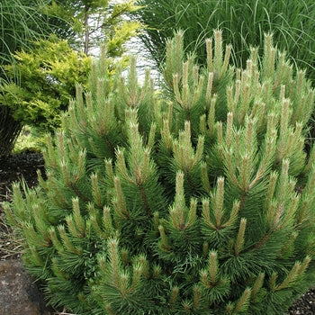 Pušis gausiažiedė (Pinus densiflora) 'Heavy Bud'