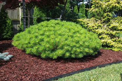 Pušis gausiažiedė (Pinus densiflora) 'Low Glow'