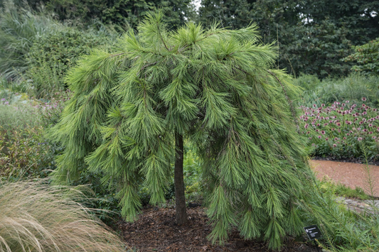 Pušis gausiažiedė (Pinus densiflora) 'Pendula' Pa