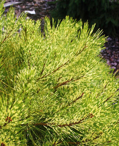 Pušis gausiažiedė (Pinus densiflora) 'Rainbow'