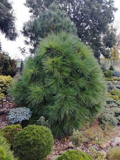 Pušis žefrėjaus (Pinus jeffreyi) 'Joppi'