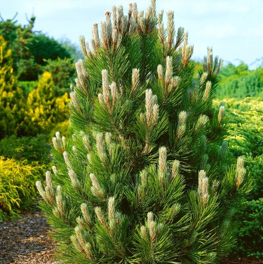 Pušis baltažievė (Pinus leucodermis) 'Compact Gem'