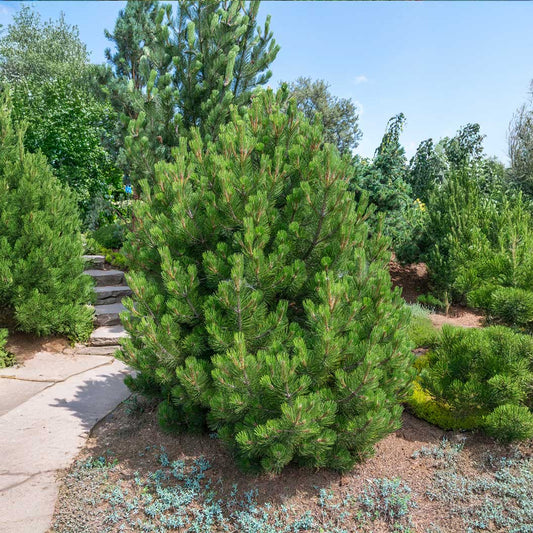 Pušis baltažievė (Pinus leucodermis) 'Compact Gem'