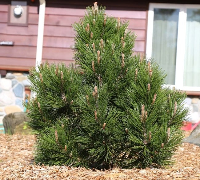 Pušis baltažievė (Pinus leucodermis) 'Mint Truffle'