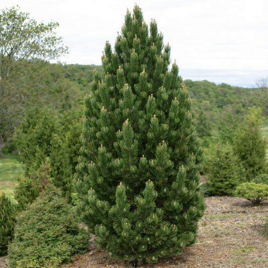 Pušis baltažievė (Pinus leucodermis) 'Satellit'