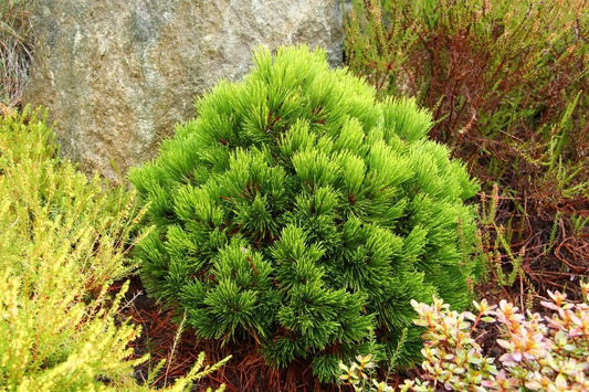 Pušis baltažievė (Pinus leucodermis) 'Smidtii'