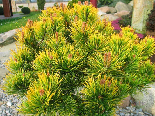 Pušis kalninė (Pinus mugo) 'Hostyn Gold'